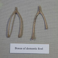 Domestic Fowl Bones