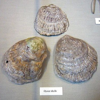 Oyster Shells