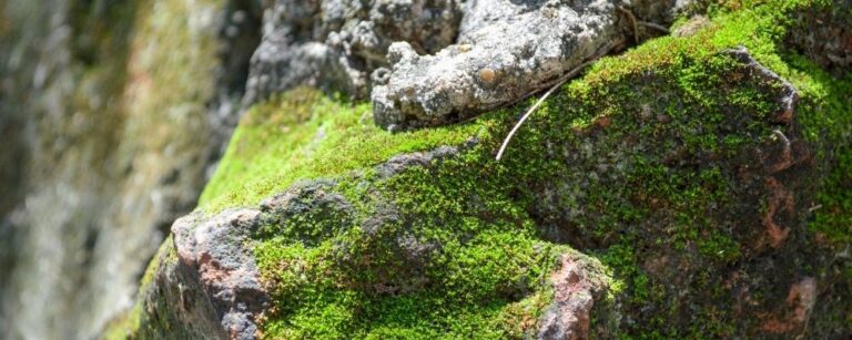 Gathering Moss
